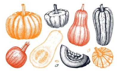 Sketched pumpkin illustrations set in color. Thanksgiving day design elements. Autumn food drawings. Vector vegetables, butternut squash, marrow, pumpkin sketches. Fall Harvest festival collection